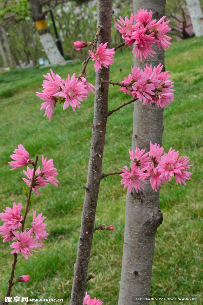 菊花桃