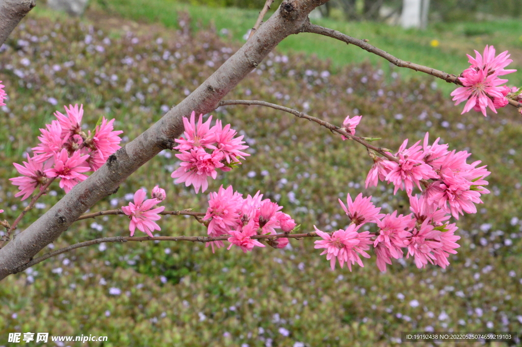 菊花桃 
