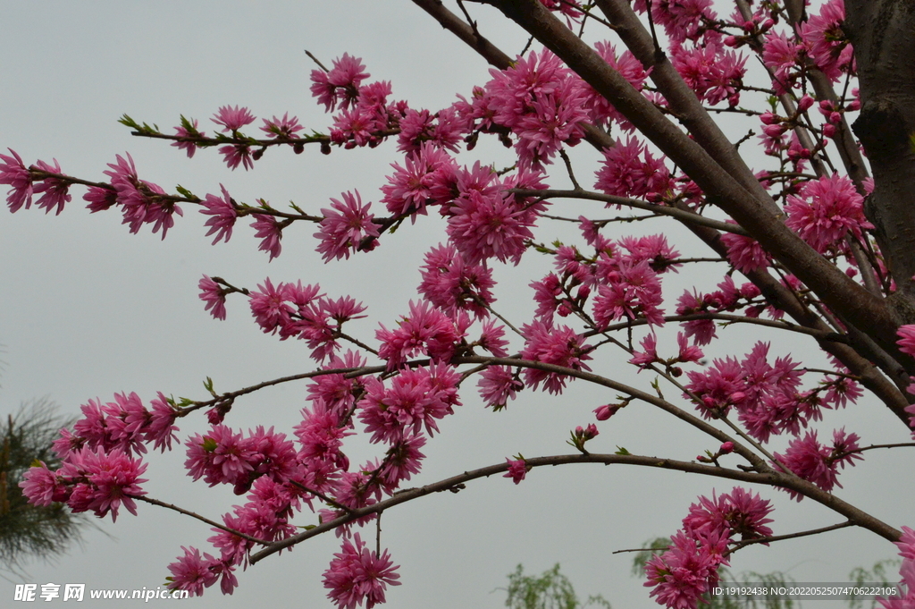菊花桃 