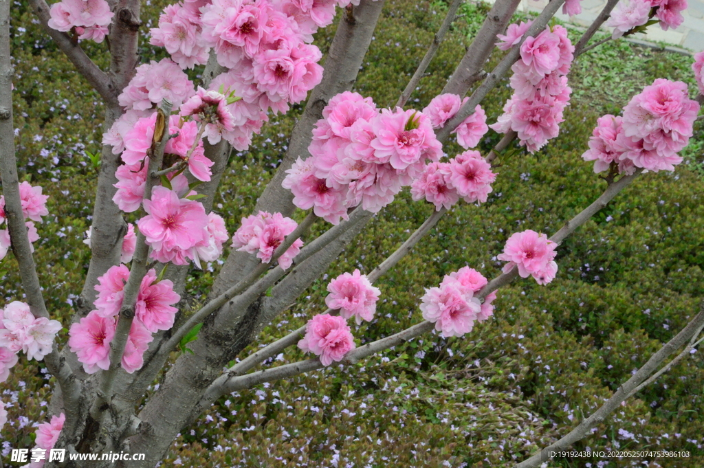 碧桃花儿