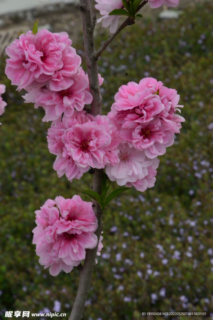 碧桃花儿