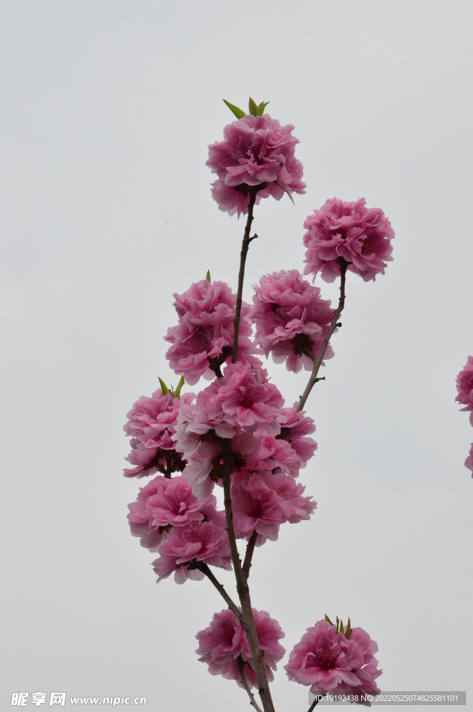 碧桃花儿