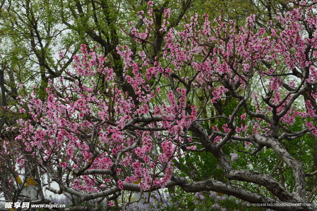 桃花 