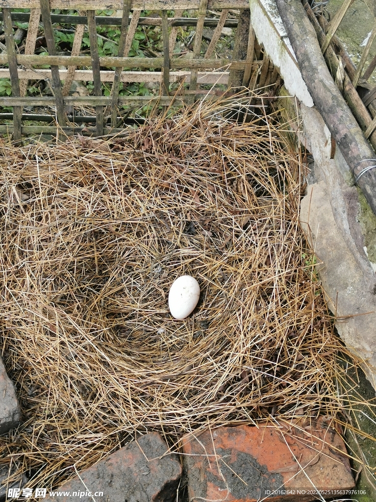 草窝 鹅蛋 农村