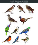 不同种类鸟的矢量图
