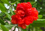 石榴花