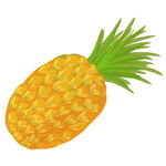 菠萝插画素材 