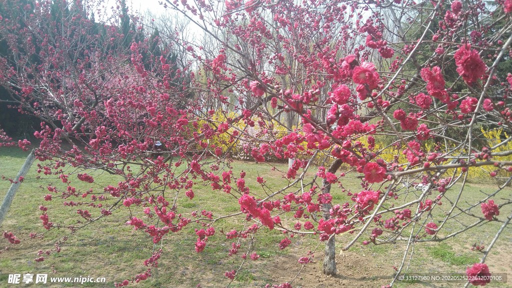 桃花