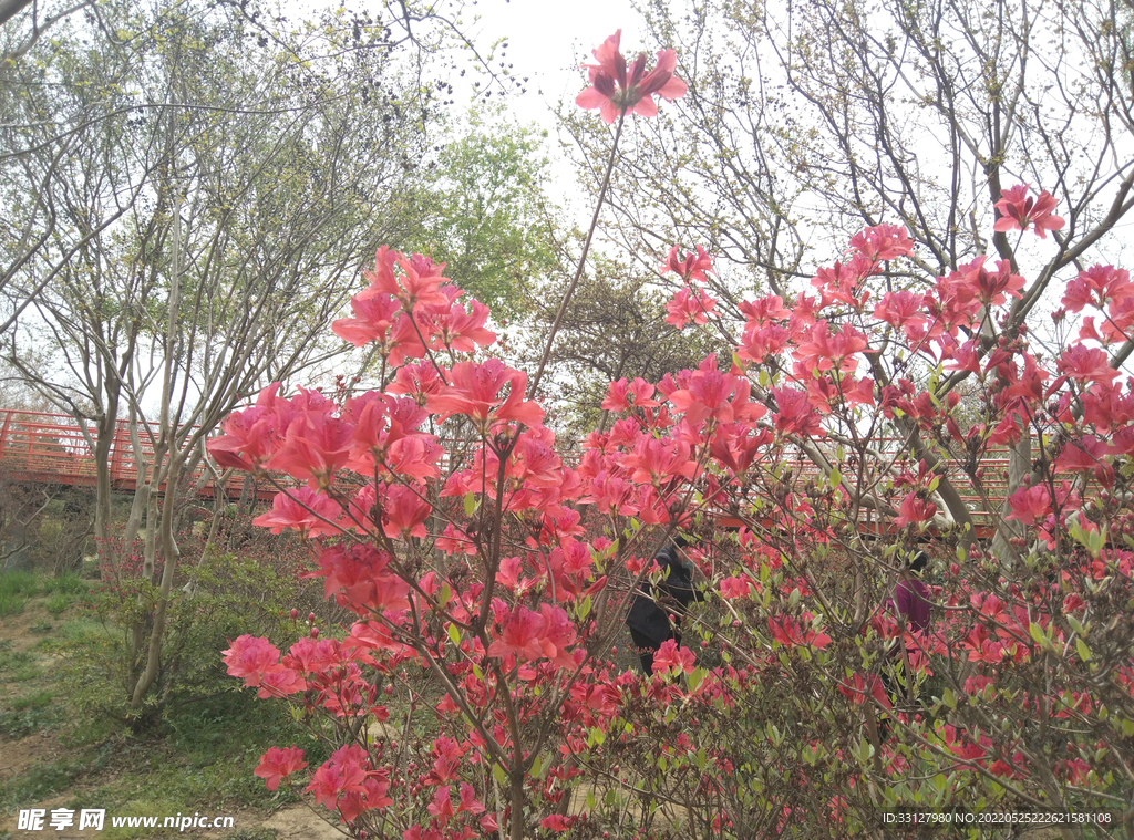 杜鹃花