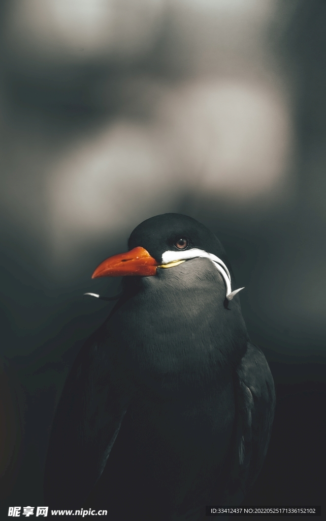 鸟