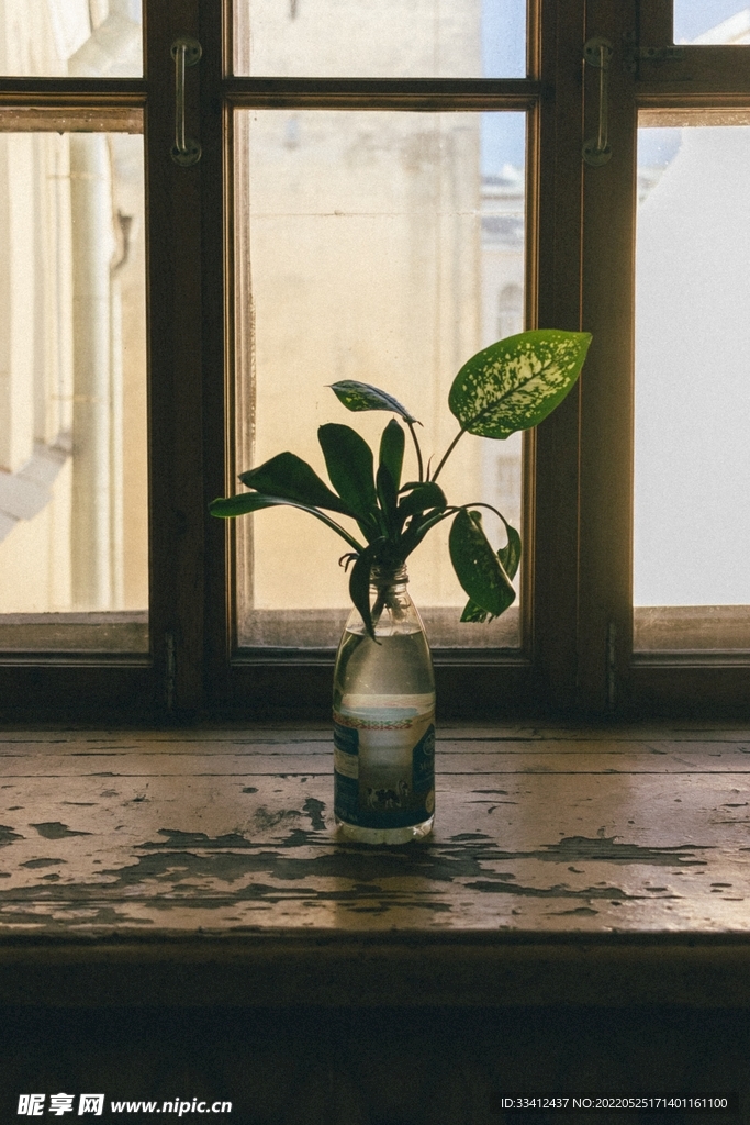 植物