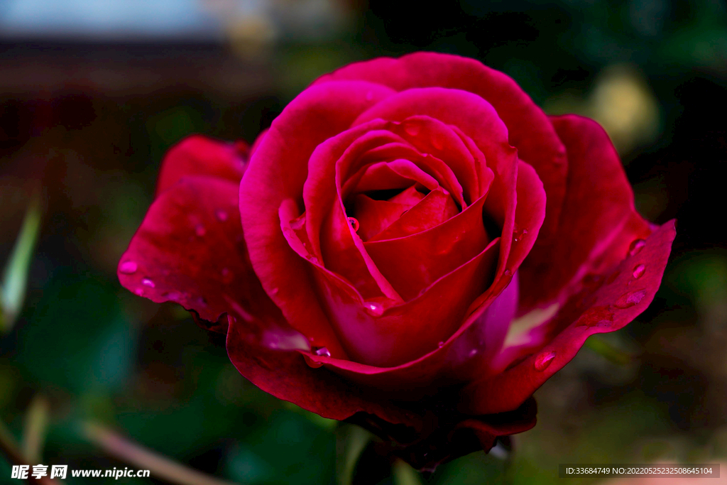 红玫瑰 花的图片背景