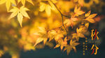 秋分横向banner