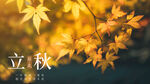 立秋节气海报 