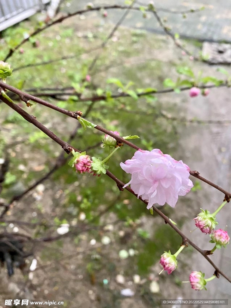 重瓣麦李