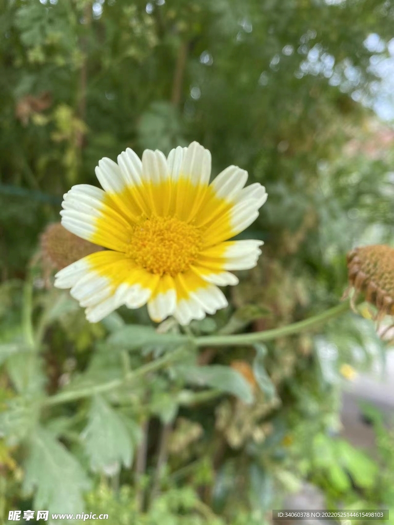 小黄花