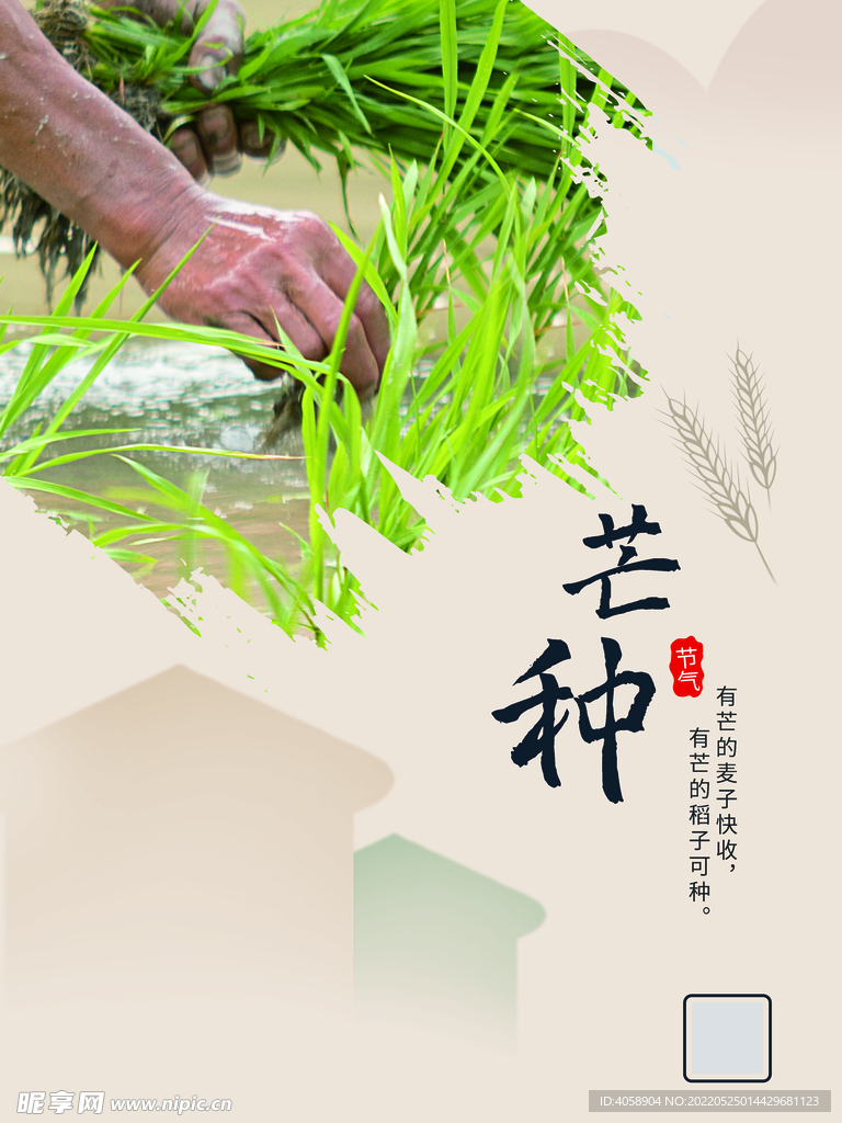 芒种
