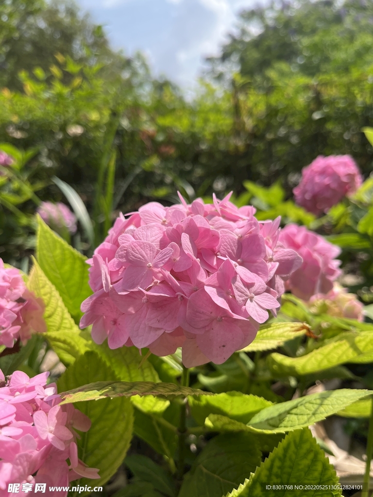 绣球花