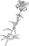 素描花