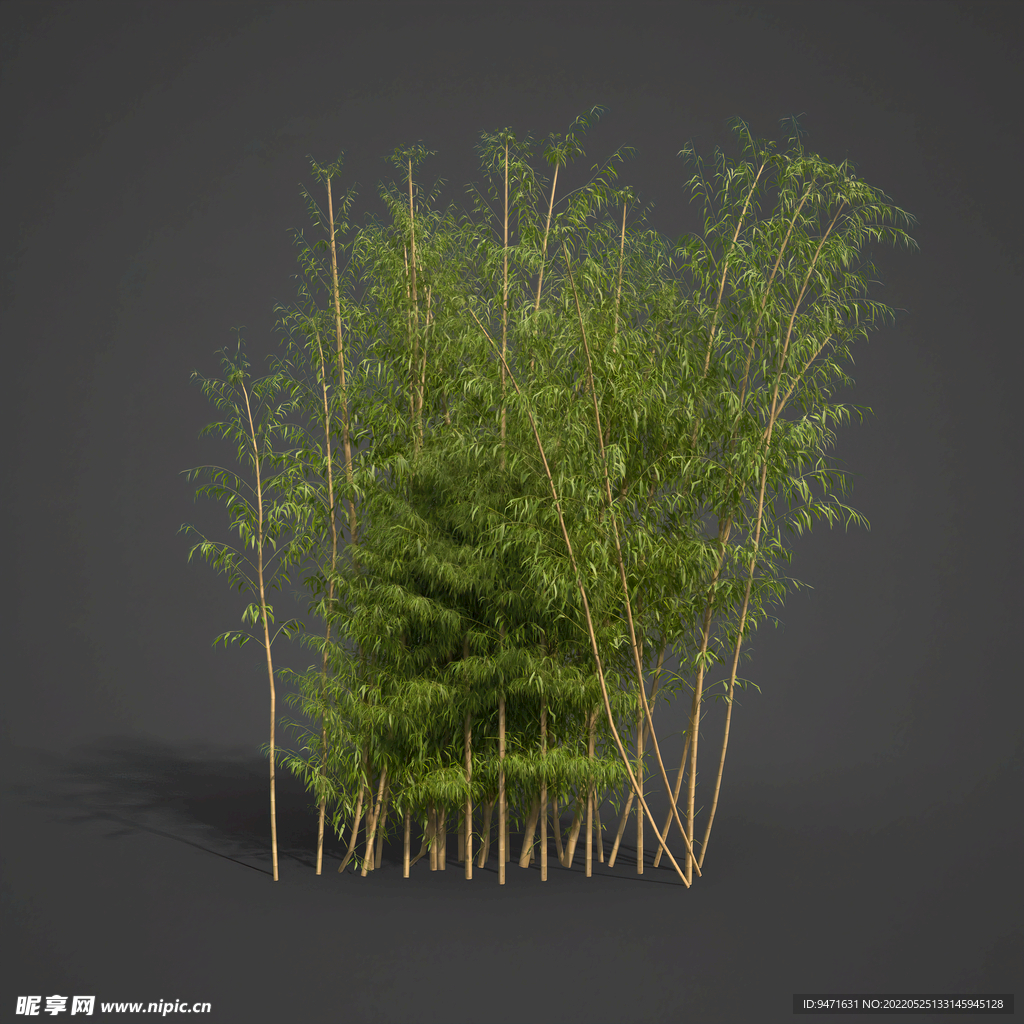 竹子三维效果图