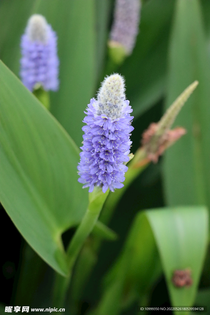 梭鱼草花