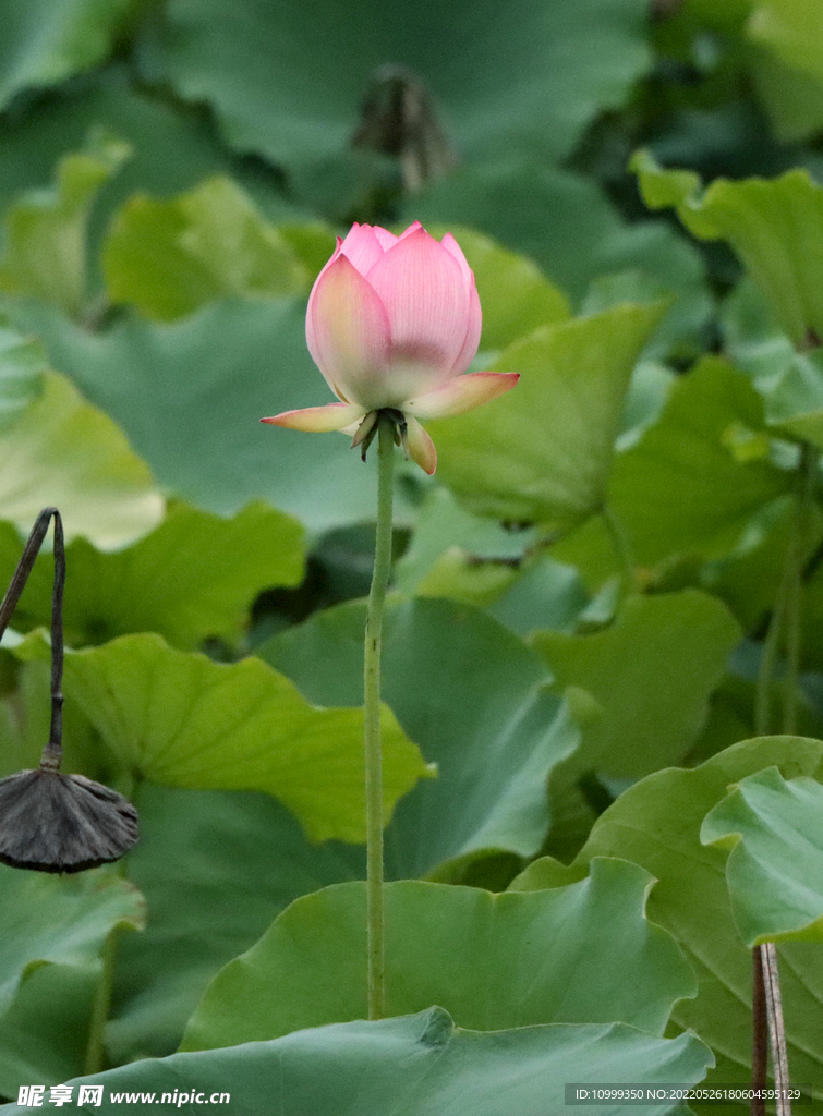 荷花苞