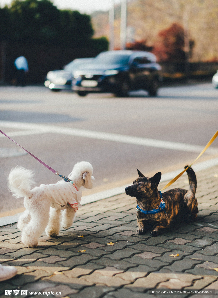 犬只