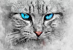 猫 