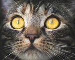 猫头