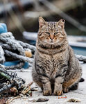 灰猫
