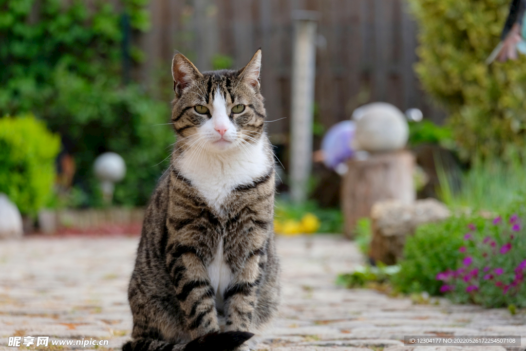 猫 