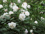 白色月季花