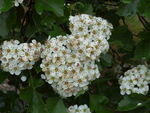 山楂花