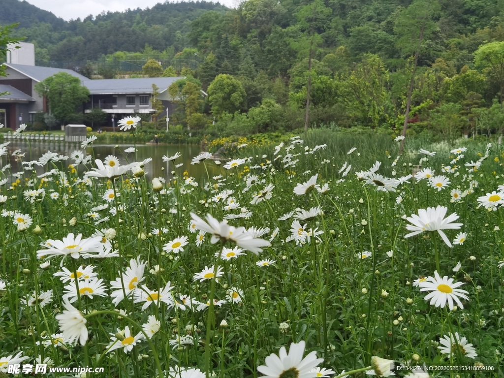 大滨菊