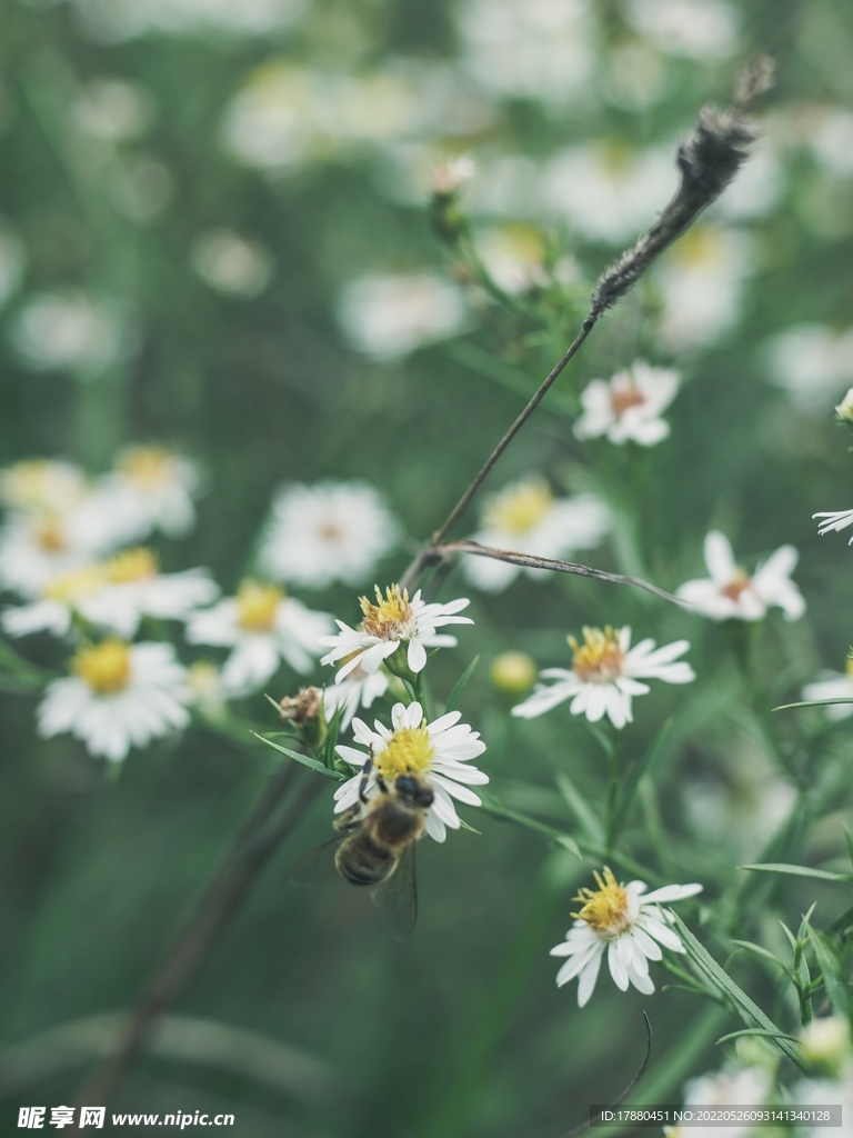 蜜蜂