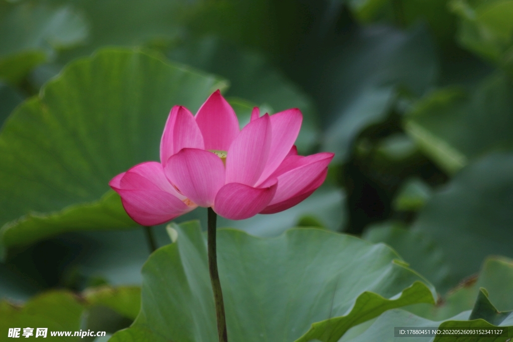 莲花