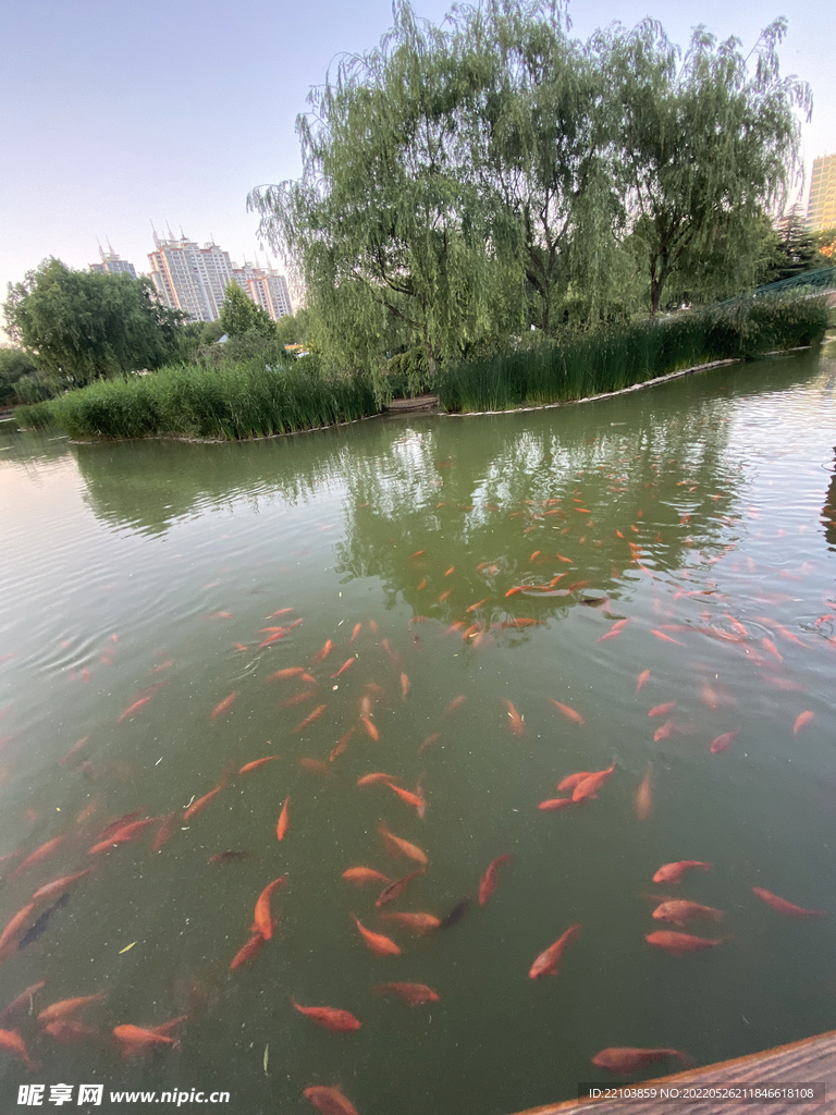 锦鲤