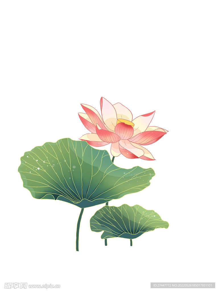 荷花素材