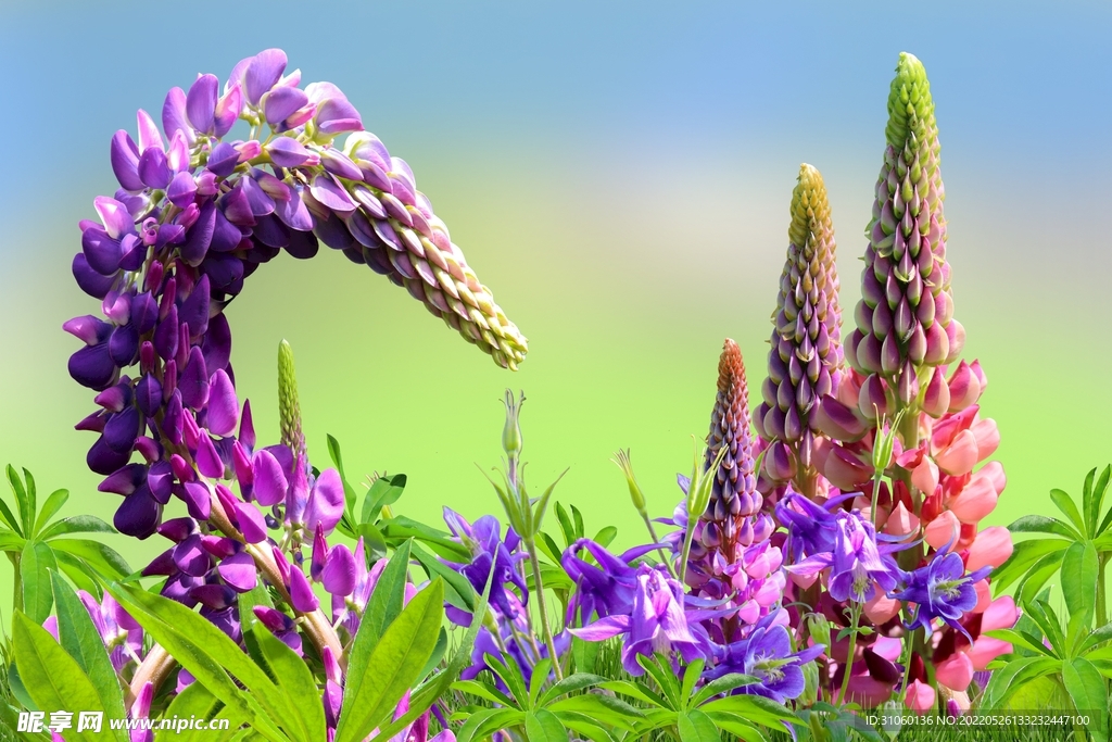 花