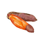 红薯插画素材