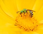 蜜蜂