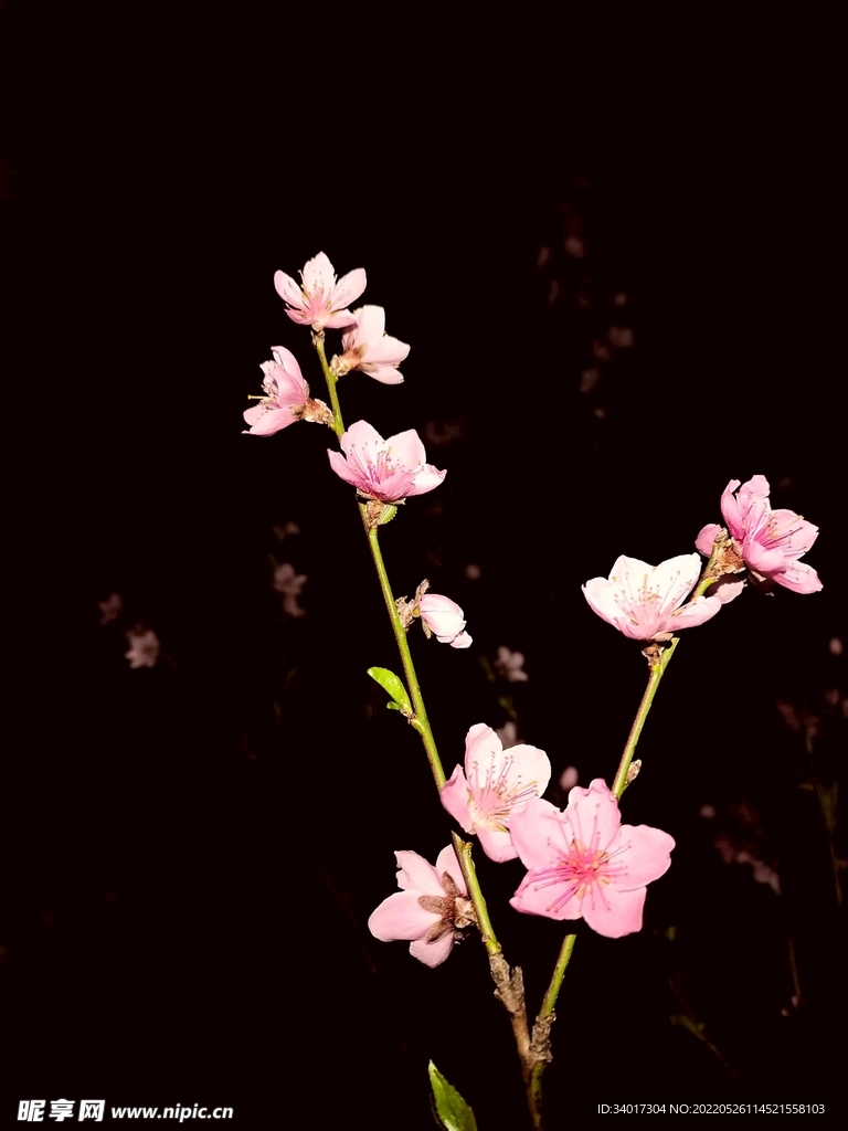 桃花