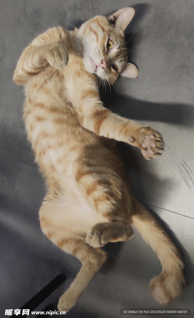 橘猫