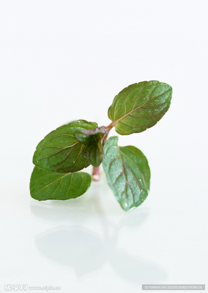 新鲜有机蔬菜      