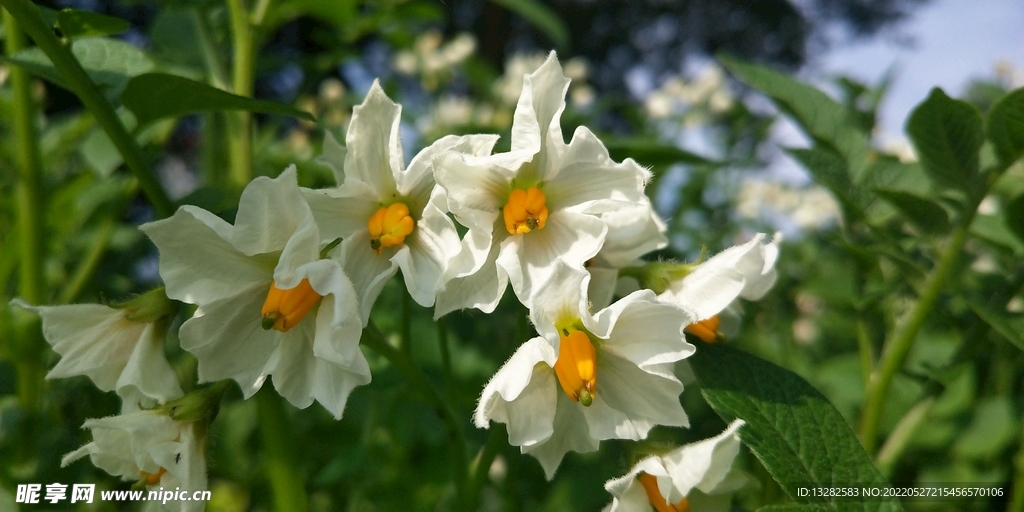 阳芋土豆花