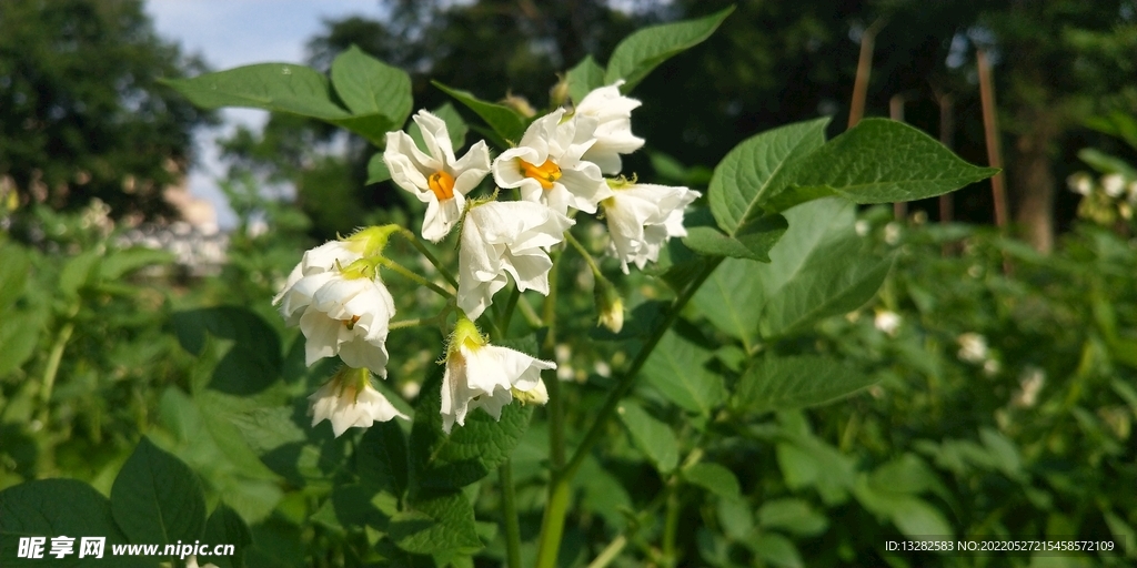 阳芋土豆花