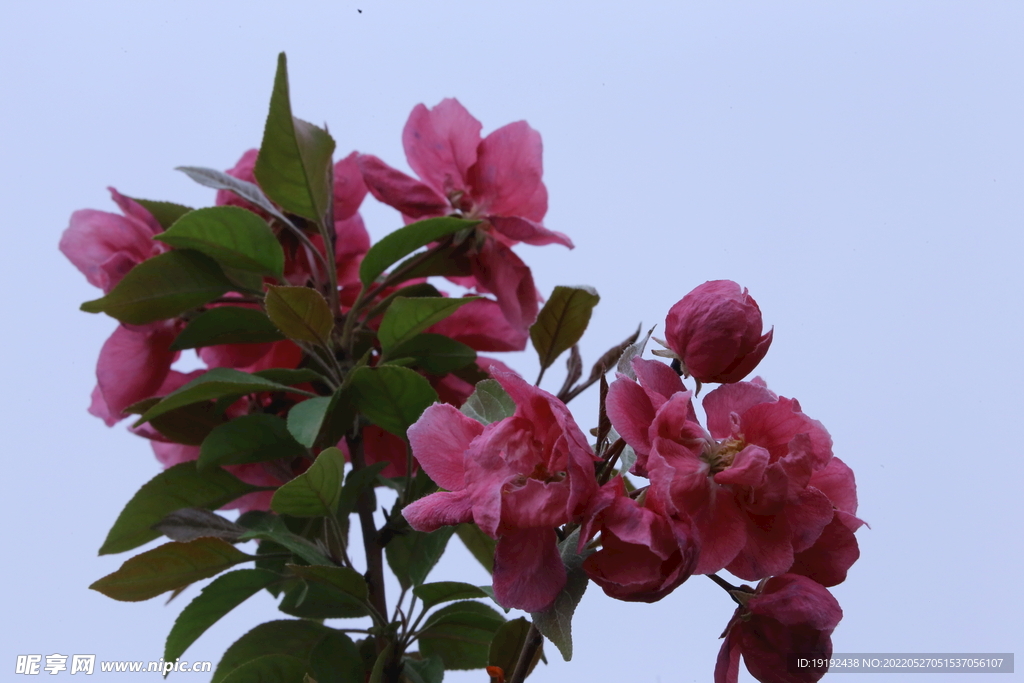 海棠花  