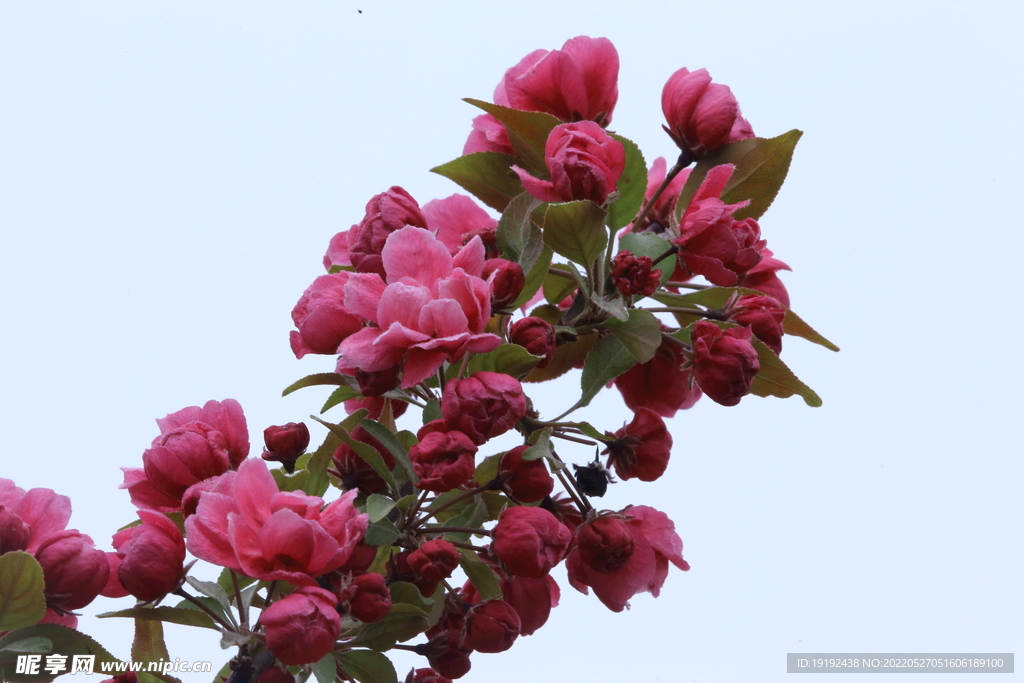 海棠花 