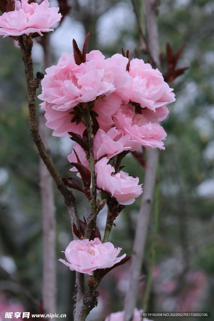 碧桃花儿 