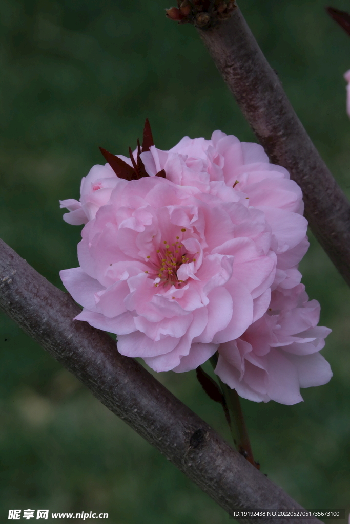 碧桃花儿 